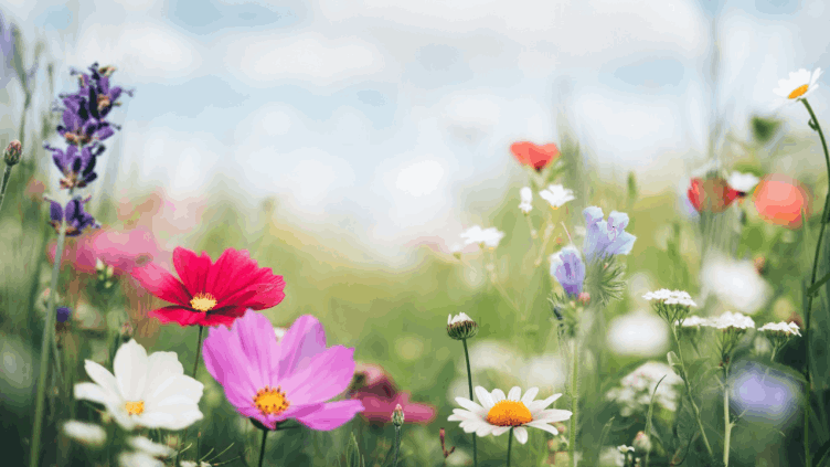 Spring time
